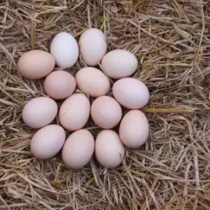 Chicken Eggs (Deshi) – 6 pcs