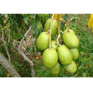 Amra (Hog Plum) – 1 kg