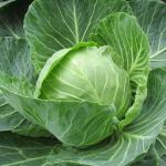 Badhakopi (Cabbage) – Each