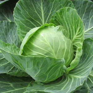 Badhakopi (Cabbage) – Each