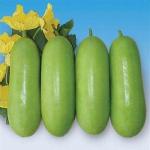 Jali Kumra (Water Pumpkin) – Each