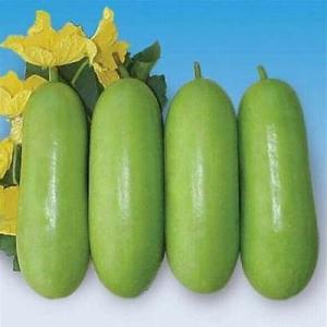 Jali Kumra (Water Pumpkin) – Each