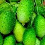 Kakrol (Sweet Bitter Gourd) – 500 gm