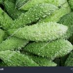 Korola (Bitter Gourd) – 500 gm