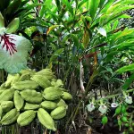 Green Cardamom (Sobuj Elachi) Whole – 50 gm
